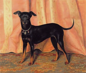 ビションテリアのビジューの研究、1893